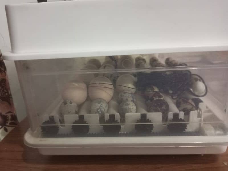 Incubator 28 Eggs Capacity Fully Automatic For Hatching 2