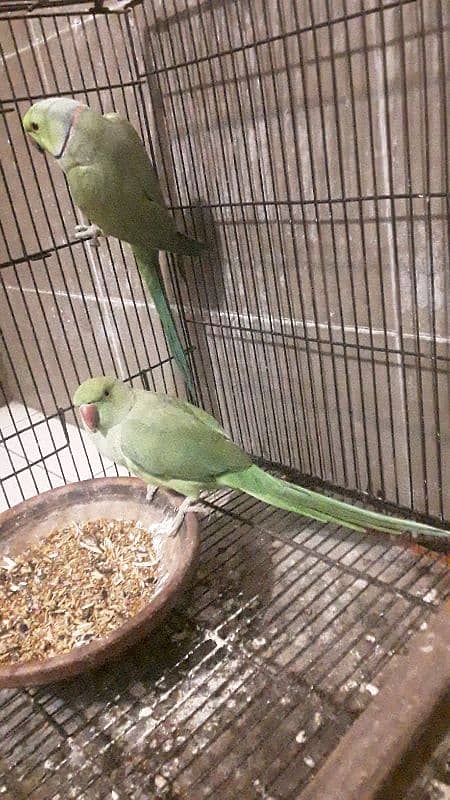 Ringneck trained breeder pair available 1