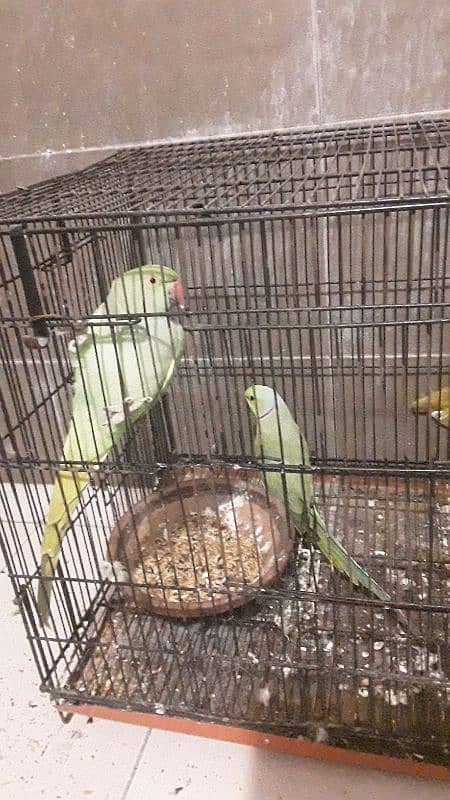 Ringneck trained breeder pair available 2