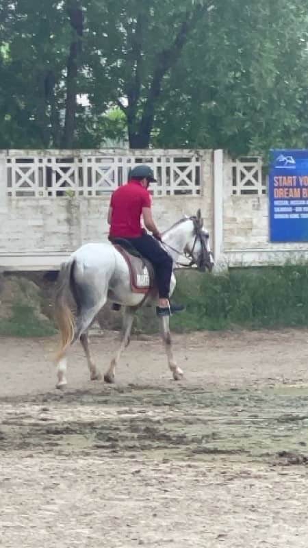 Riding horse & international Tent Pegging 3