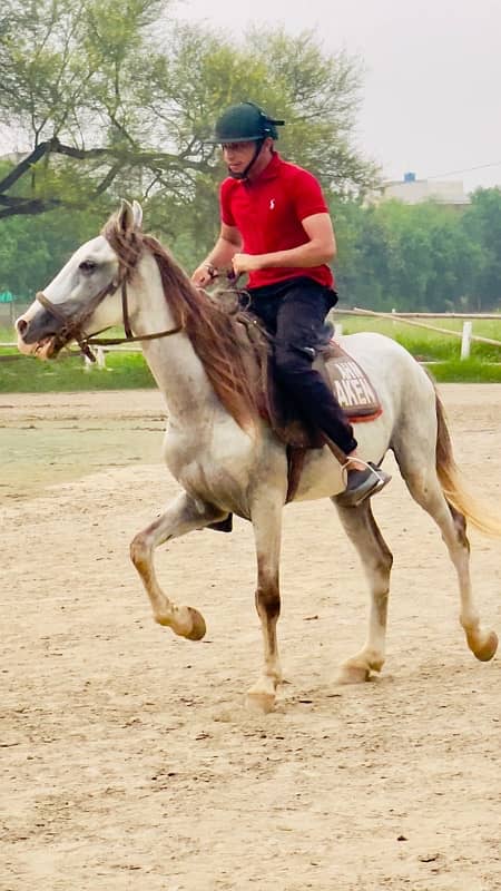 Riding horse & international Tent Pegging 4