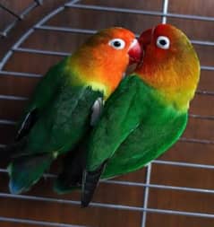 Green Fisher Love Bird