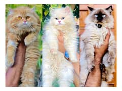 Persian hamalian british punch face piki face cat's and kitten's