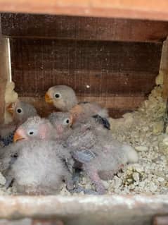 lovebirds violet fishery chicks