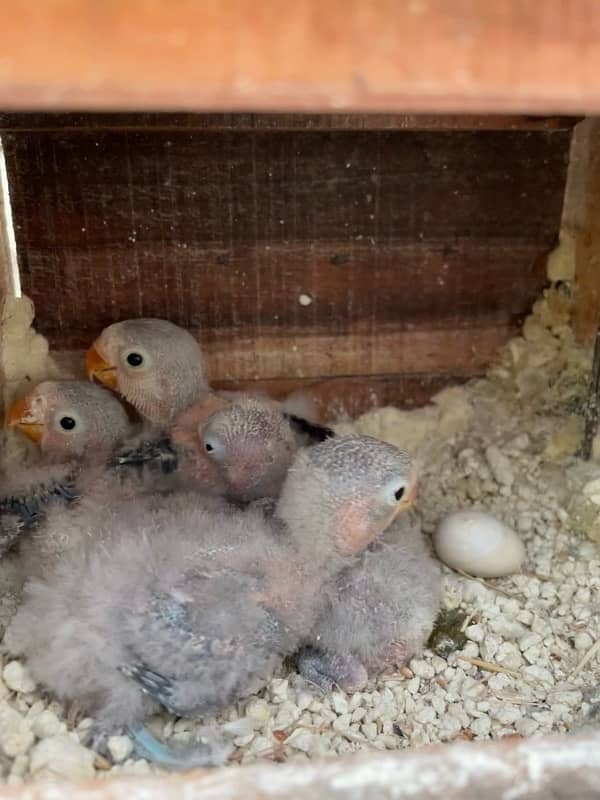 lovebirds violet fishery chicks 1