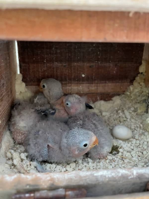 lovebirds violet fishery chicks 2