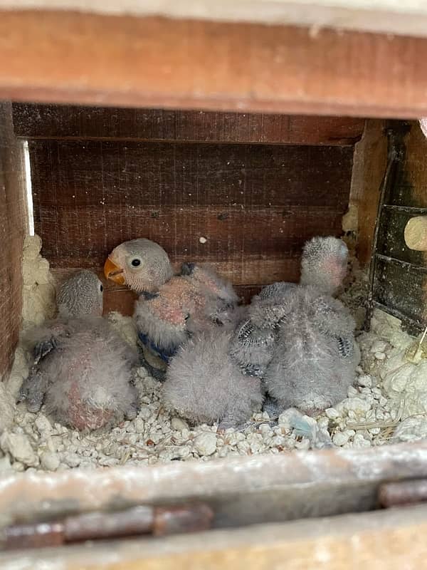 lovebirds violet fishery chicks 4