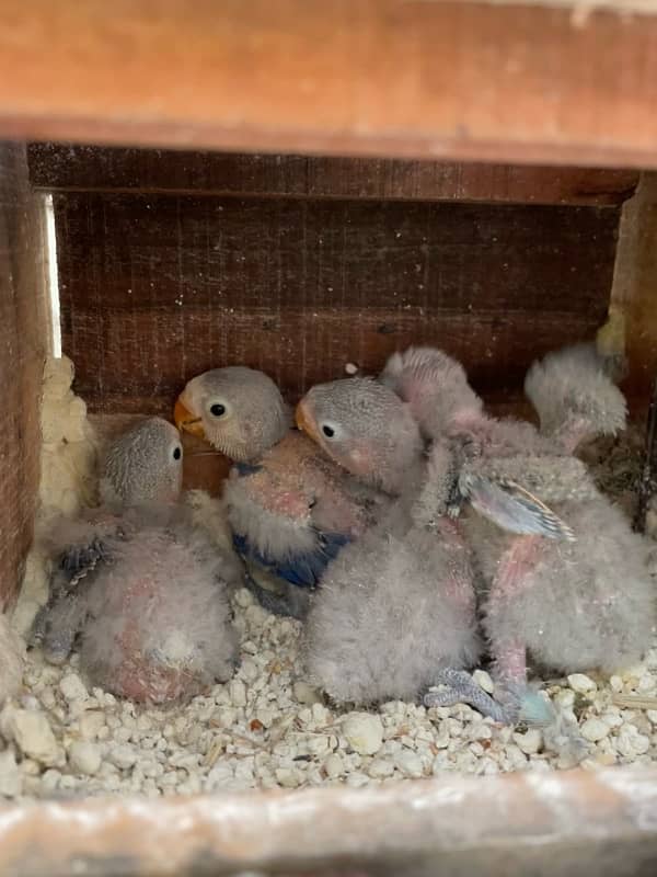 lovebirds violet fishery chicks 5