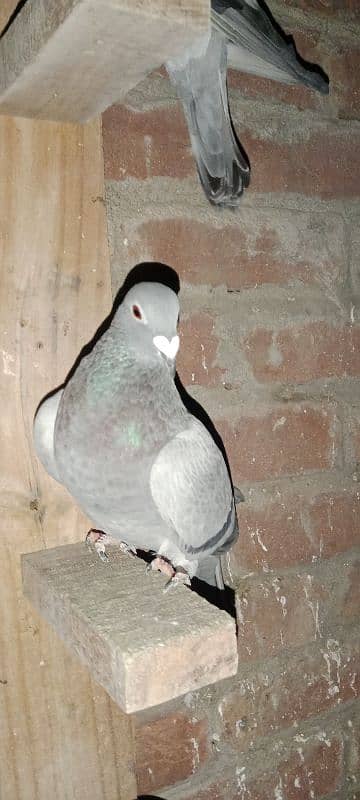 pigeon 13