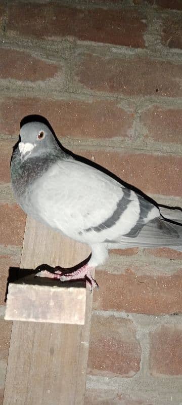 pigeon 14