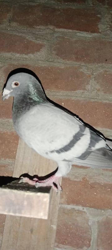 pigeon 15