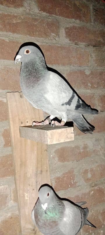 pigeon 16