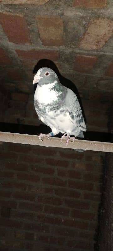 pigeon 19