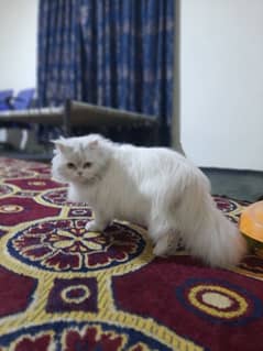 persian cats