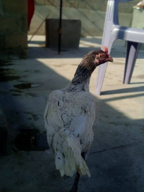 Top Quality Aseel Breeder Female's For Sale 0