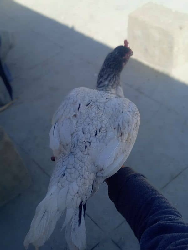 Top Quality Aseel Breeder Female's For Sale 1