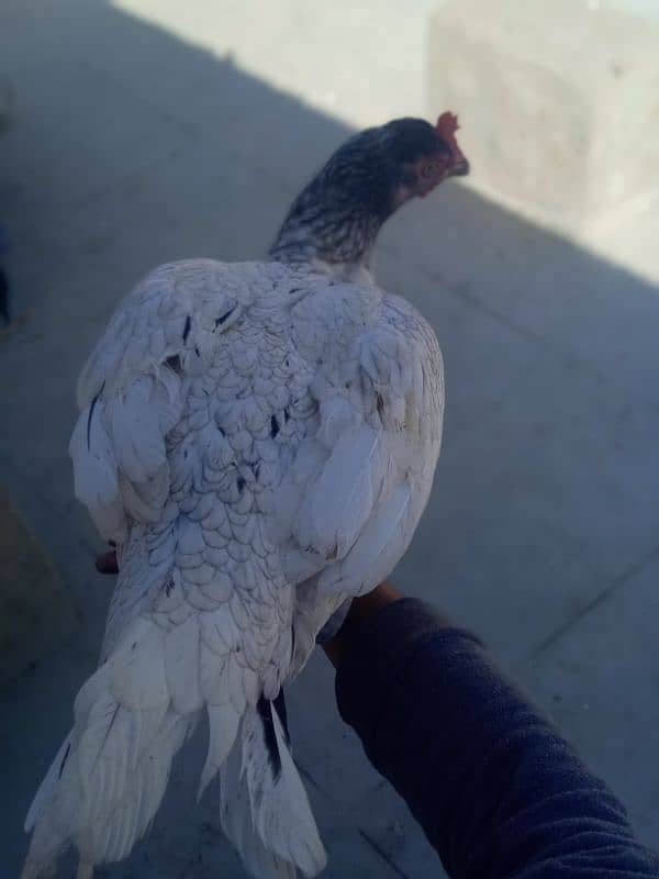 Top Quality Aseel Breeder Female's For Sale 2