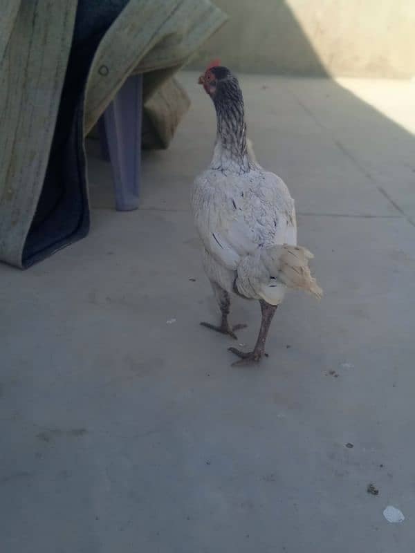 Top Quality Aseel Breeder Female's For Sale 3