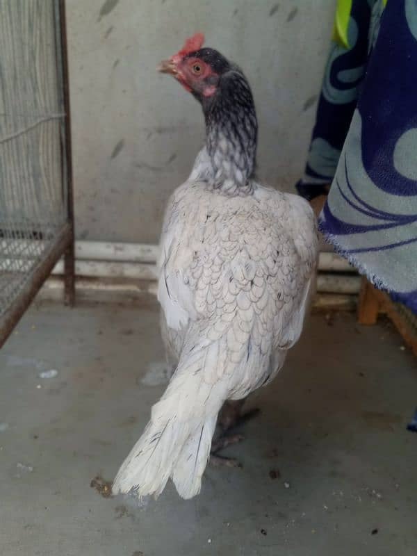 Top Quality Aseel Breeder Female's For Sale 4