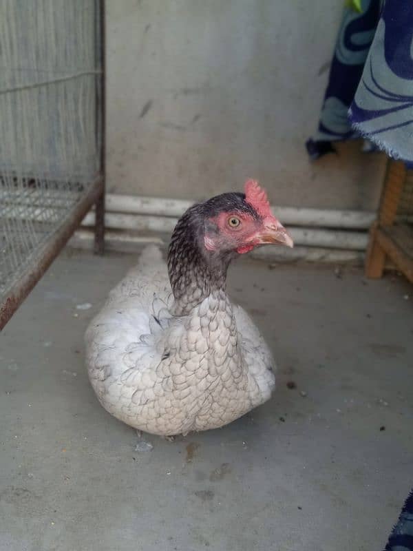 Top Quality Aseel Breeder Female's For Sale 5