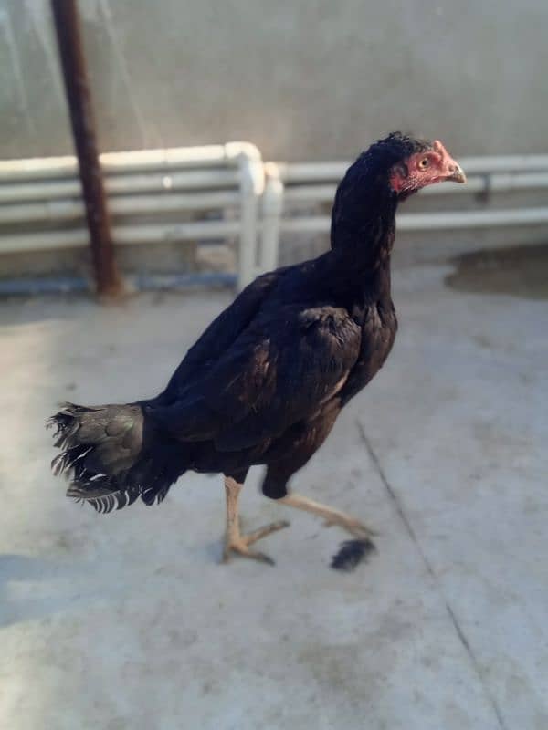 Top Quality Aseel Breeder Female's For Sale 6