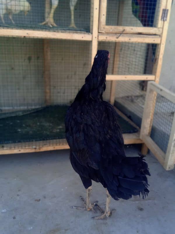 Top Quality Aseel Breeder Female's For Sale 11