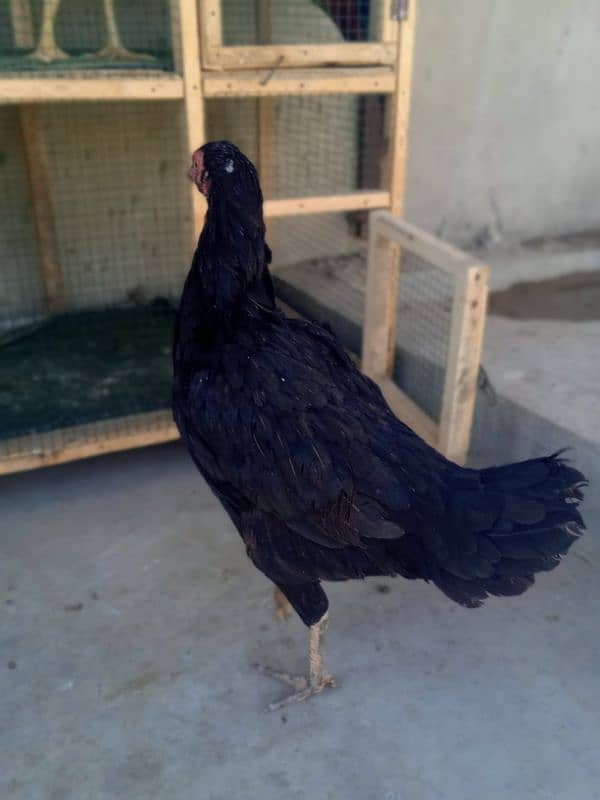 Top Quality Aseel Breeder Female's For Sale 12