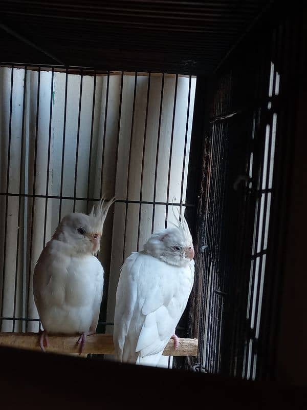 eno cockateil with chicks 2