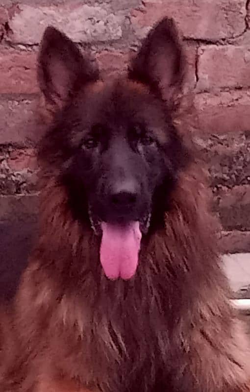 German Shepherd Pedigree Male 0