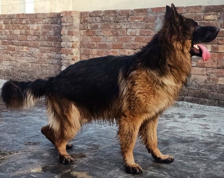 German Shepherd Pedigree Male 1