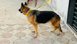 german shepherd double coat breader female age 2 years available 4sale