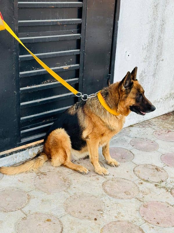 german shepherd double coat breader female age 2 years available 4sale 1