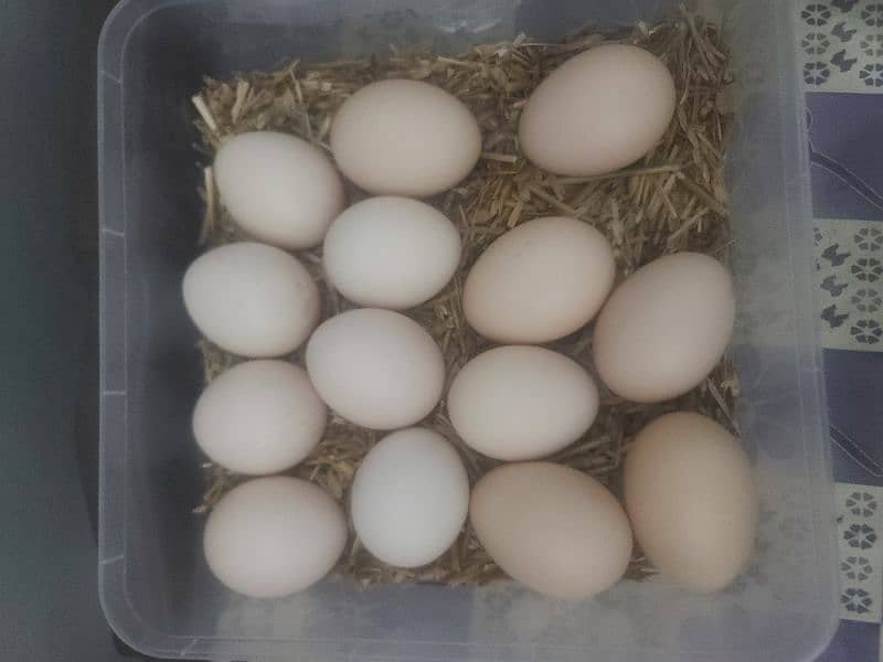 Aseel eggs for sale fresh egg ha 3