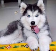 Husky puppies 03361777030