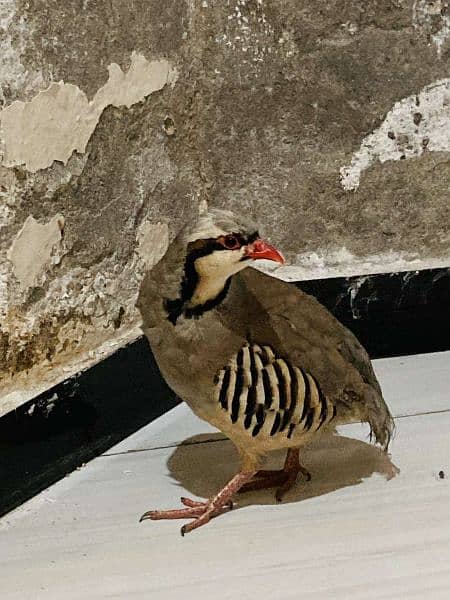 MALE KABULI CHAKOR FOR SALE !!! 3