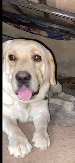 Labrador