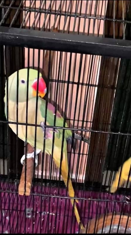 Alexandrine Raw Parrot Female 0