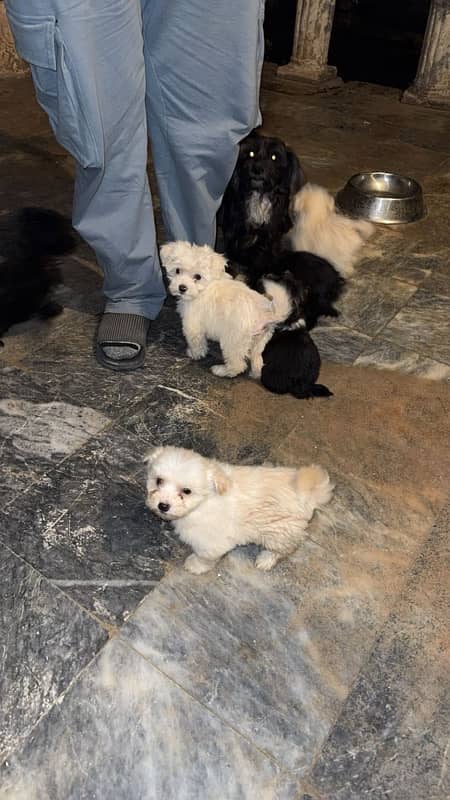 shihtzu puppy dogs 60 days age 0