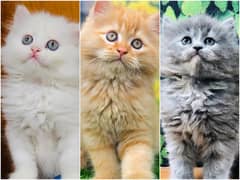 Persian Punch face triple coat cat Kitten