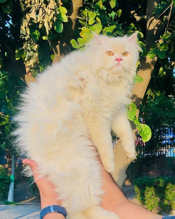 Persian Punch face triple coat cat Kitten 3