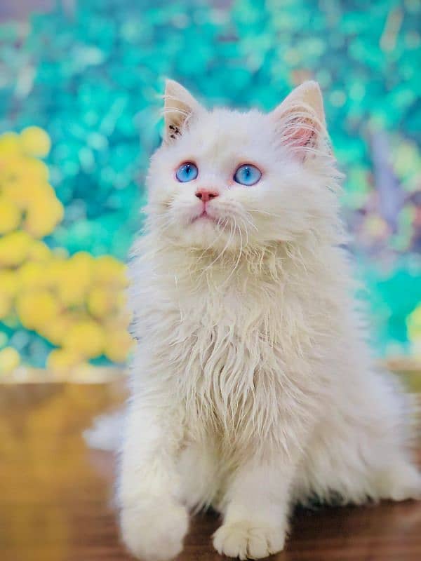 Persian Punch face triple coat cat Kitten 4