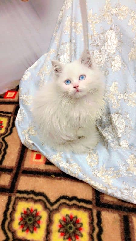 Persian Punch face triple coat cat Kitten 5