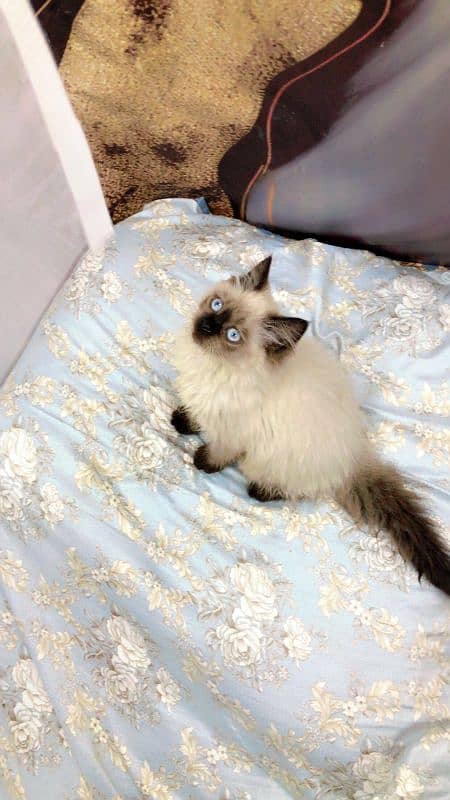 Persian Punch face triple coat cat Kitten 6