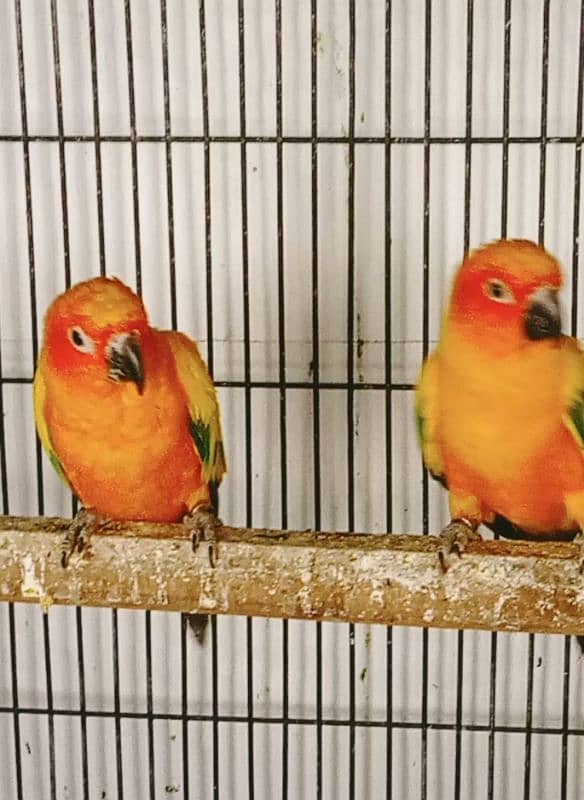 SUN CONURES Red factor breeder pairs with DNA 0