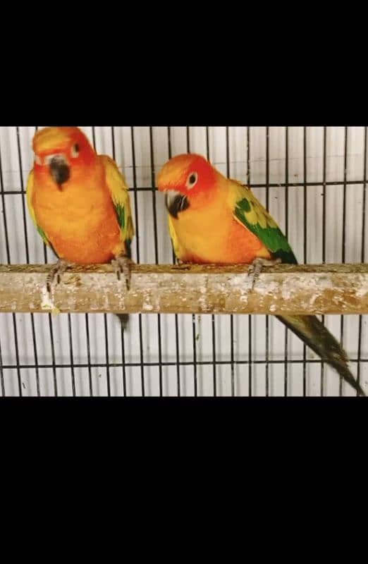 SUN CONURES Red factor breeder pairs with DNA 1