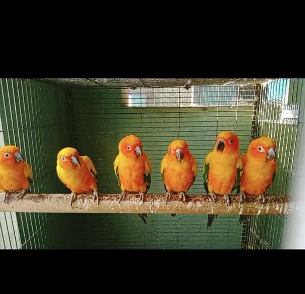 SUN CONURES Red factor breeder pairs with DNA 2