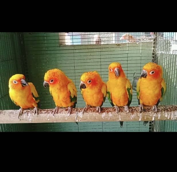 SUN CONURES Red factor breeder pairs with DNA 3