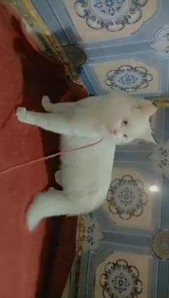 Persian Double Coated  Male Cat Sale In Okara City