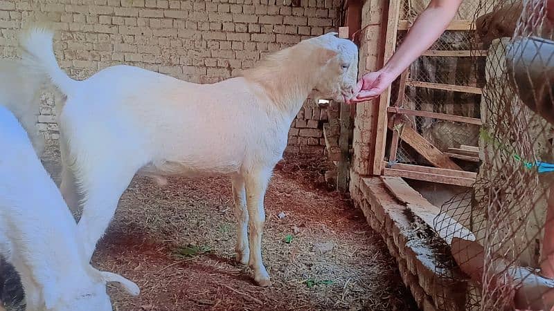 Teda Male White Gulabi 0