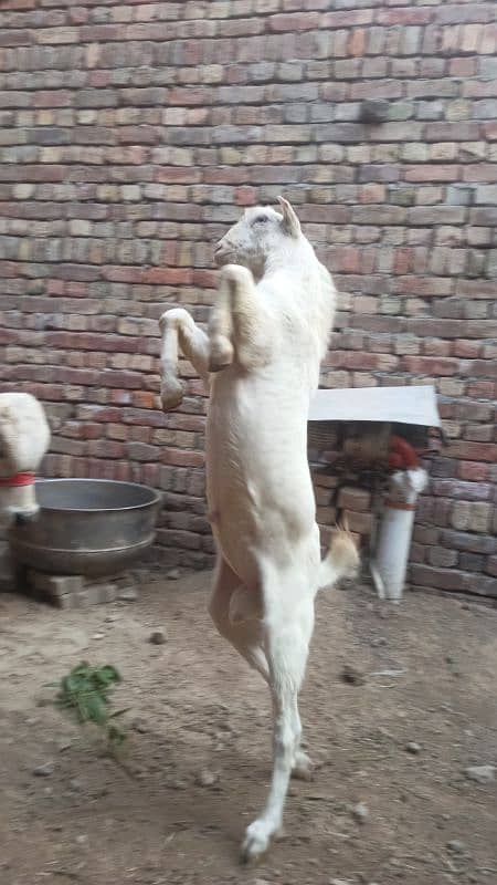 Teda Male White Gulabi 2